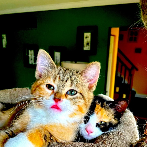 Meet your Posher, Posh - Picture 1 of 1